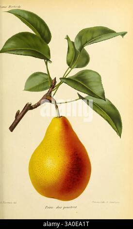 Revue Horticole Paris Librairie agricole de la Maison Rustique 1829-1974 Francia periodici di orticoltura da giardinaggio, Una vivace pera appesa a un ramo sottile adornato da lussureggianti foglie verdi. La pera, con la sua pelle liscia e lucida, mostra una ricca tonalità giallo-oro, suggerendo maturità e dolcezza. Le foglie sono ampie e sane, contribuendo all'aspetto fresco complessivo del frutto. Questa composizione evidenzia la bellezza naturale della pera e il suo legame con l'albero, simboleggiando la crescita e il nutrimento. Foto Stock