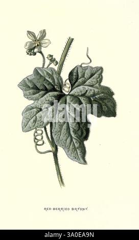 Familiare, selvaggio, fiori, figurato, e descritto. London, Cassell and Company, Limited, 1878, Flowers, Bryonia dioica, l'illustrazione raffigura la pianta di bryony, che mostra le sue caratteristiche foglie a forma di cuore che mostrano un aspetto testurizzato. Un delicato fiore bianco viene mostrato vicino alla parte superiore, aggiungendo un tocco di eleganza alla composizione. Lo stelo si arriccia con grazia, suggerendo la sua natura di arrampicata, e i dettagli raffinati evidenziano le caratteristiche uniche della pianta. Sotto l'illustrazione, il nome "Red-berried Bryony" è elegantemente inciso, che identifica questo esemplare botanico. Foto Stock