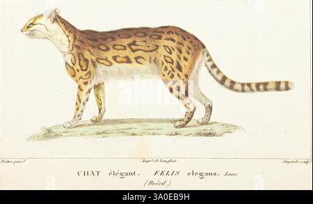 Atlas de zoologie, Parigi, Germer Bailliere, museo del 1844 victoria felis elegans leopardus wiedii margay ocelot america centrale e sud america mammiferi grandi gatti artropode, Una vista laterale di un gatto selvatico, che mostra il suo impressionante motivo di cappotto caratterizzato da distinte macchie scure sparse su uno sfondo più leggero. Il gatto è raffigurato in una posizione adagiata, con il corpo leggermente angolato mentre si appoggia contro una superficie. Gli arti allungati e la forma graziosa ne esaltano l'agilità, mentre l'attenzione ai dettagli enfatizza la consistenza della pelliccia. L'illustrazione è etichettata sotto "Zoologie" e classificata Foto Stock