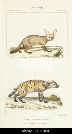 Atlas de zoologie, Parigi, Germer Bailliere, 1844, iena, Museum Victoria, l'illustrazione mostra due distinti mammiferi etichettati come "Zoologie". La sezione superiore presenta una creatura agili simile a una volpe con grandi orecchie e un corpo snello, elegantemente adagiato con uno sfondo d'erba, suggerendo un adattamento ad un habitat specifico. Le sue caratteristiche prominenti indicano un udito acuto, ideale per rilevare le prede. Nella sezione inferiore, un animale più grande, identificabile come iena striata, è raffigurato di profilo. Il suo corpo robusto è caratterizzato da gambe allungate e da una serie di strisce distintive che scorrono lungo il suo corpo Foto Stock