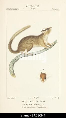 Atlas de zoologie, Parigi, Germer Bailliere, 1844, scoiattolo, museum victoria, tassonomia: famiglia = sciuridi, questa illustrazione raffigura un piccolo e agile mammifero noto come scoiattolo dalla coda scalata. È posizionato su un ramo curvo, che mostra le sue caratteristiche delicate e la sua struttura agile. L'animale ha una coda lunga e sottile che si adatta all'arrampicata mentre esplora il suo ambiente. Di seguito, una descrizione dettagliata enfatizza il muso appuntito e gli occhi luminosi, enfatizzando i suoi acuti sensi. Il contesto comprende informazioni testuali che classificano le specie nel campo della zoologia, riflettendo un primo scientif Foto Stock