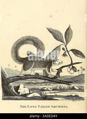 Indiano, zoologia, Londra, stampato da Henry Hughs, per Robert Faulder, 1790, India, scoiattolo, zoologia, tassonomia, famiglia= Sciuridae, Ratufa macroura., una rappresentazione illustrata di uno scoiattolo dalla coda lunga, arroccato su un ramo. La creatura presenta una pelliccia prominente e boscosa e una coda allungata distintiva che si arriccia graziosamente dietro di essa. Tra le foglie si trovano ammassi di noci, che suggeriscono un contesto di foraggiamento. La composizione generale evidenzia il comportamento giocoso ma vigile dello scoiattolo in un ambiente naturale, con accenni di fogliame tropicale sullo sfondo che evocano un senso del suo habitat. La t Foto Stock
