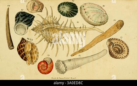 Poesie, On, Conchology, and, Botany, Bristol, Simpkin e Marshall, 1831 anni, botanica, poesia, conchiglie, donne, dentro, scienza, l'illustrazione presenta una collezione di conchiglie e vita marina, che mostrano i loro disegni e forme intricati. Sono esposti in modo preminente diversi tipi di molluschi, tra cui un grande guscio a spirale, un guscio lungo e sottile e un guscio allungato e spinoso, tra gli altri. Ogni campione è numerato ed etichettato, sottolineando le sue caratteristiche uniche quali consistenza, forma e dimensioni. Il layout acquisisce la diversità delle strutture shell, da lisce a rigate, evidenziando t Foto Stock
