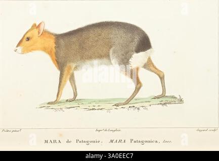 Atlas de zoologie, Parigi, Germer Bailliere, 1844, mara, il museum victoria, un'illustrazione di un piccolo mammifero, è esposto nel profilo, evidenziandone le caratteristiche e i contorni delicati. La creatura ha un corpo allungato ricoperto di pelliccia che passa dal marrone a sfumature più chiare. Le sue orecchie sono erette e gli occhi sono rotondi, dandogli un aspetto curioso. Le zampe sono visibili, posizionate su un terreno erboso, suggerendo un habitat naturale. Sopra l'illustrazione, il testo denota la classificazione, indicandone la posizione all'interno del regno animale, in particolare nella categoria dei roditori. L'overa Foto Stock