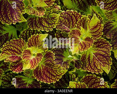 Primo piano di foglie di coleus colorate, Green Spring Gardens, Alexandria, Virginia Foto Stock