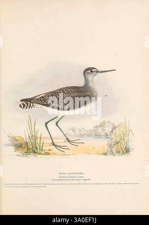 Illustrazioni, di, British, Birds, Londra, Longman, &, Co, 1837-1844, uccelli, gran Bretagna, nidi, immagini, opere, Una raffigurazione finemente illustrata di un sandpiper in legno, che mostra il suo fisico snello e il piumaggio distintivo. L'uccello si stende con grazia sulle lunghe gambe, con una curva delicata al collo, evidenziando la sua posizione elegante. Le sue piume maculate mostrano una miscela di marroni e bianchi, fornendo un'eccellente mimetizzazione nel suo habitat naturale. Sullo sfondo, un paesaggio sereno presenta erbe e un pizzico di acqua, suggerendo un ambiente umido tranquillo. Questa rappresentazione dettagliata capt Foto Stock