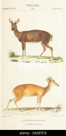 Atlas de zoologie Paris Germer Bailliere 1844 Museum Victoria Deer Félicie Monsaldy Fournier Women in Science, l'illustrazione presenta due specie distinte di antilopi, ciascuna raffigurata con un'attenta attenzione ai dettagli e alle caratteristiche anatomiche. La sezione superiore presenta un quadruplo con gambe sottili e una struttura graziosa, caratterizzata da un cappotto liscio e una posizione attenta, che forse indica uno stato di attenzione. La sezione inferiore presenta una diversa varietà di antilopi, caratterizzata da un corpo più robusto e da una forma arrotondata, che mostra le variazioni all'interno di questo gruppo di ruminanti. Entrambi Foto Stock