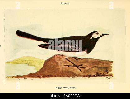 British Birds & their eggs London W. & R. Chambers 1909 Great Britain Birds nidifica Motacilla alba coda d'oca bianca, Una rappresentazione splendidamente illustrata di una coda di cavallo pied, che mostra il suo caratteristico piumaggio bianco e nero. L'uccello è raffigurato in piedi su un piccolo tumulo, evidenziando la sua posizione elegante e il corpo snello. L'illustrazione cattura la lunga coda dell'uccello, caratteristica della specie, e le sue caratteristiche sorprendenti, tra cui un becco appuntito e occhi luminosi. Lo sfondo presenta un paesaggio sottile, che suggerisce l'habitat naturale dove spesso si trova questo agile uccello. Il Foto Stock