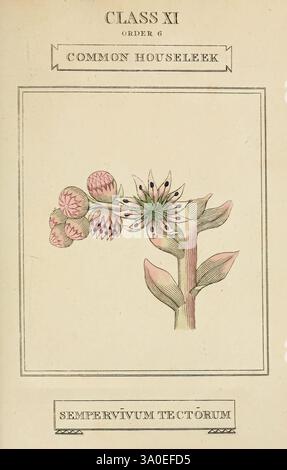 Elements of the Science of Botany, London, stampato da T. Bensley per J. Murray. 1812. Piante, classificazione, opere pittoriche, un'illustrazione raffigurante il comune Houseleek, che mostra le sue caratteristiche distinte. La pianta presenta foglie spesse e carnose disposte in forma di rosetta, tipica delle varietà succulente. Il gambo centrale dei fiori è decorato con fiori a forma di stella, che mostrano una miscela di petali appuntiti e gemme arrotondate. Le linee delicate e le sottili variazioni di colore sottolineano la bellezza naturale della pianta. Sotto la raffigurazione è presentata la classificazione botanica, etichettata "CLA" Foto Stock