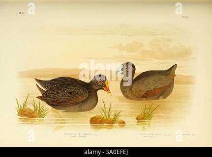 The Birds of Australia, Melbourne C. Stuart & co, 1890-91. Birds, Australia, Australia, Gallinula tenebrosa, dusky moorhen, Fulica atra, Common coot, Gracius Joseph Broinowski, la scena presenta due diverse specie di uccelli acquatici in un tranquillo habitat acquoso. Sulla sinistra, una Gallinula tenebricosa, comunemente nota come Dusky Moorhen, mostra il suo piumaggio scuro con un accenno di accenti più leggeri sulle ali, completato da un vibrante scudo frontale rosso. Questo uccello è immerso in un'area poco profonda, attivamente in foraggio. A destra, una Fulica australis, nota come la palude Australasiana, si erge con il suo striki Foto Stock