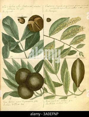 Hortus Europae Americanus, o Una collezione di 85 curiosi alberi e arbusti, Londra, stampato per J. Millan, 1767, Trees, Plants, North America, arbusti, piante legnose, l'illustrazione presenta uno studio botanico diviso in quattro sezioni distinte, ciascuna delle quali mostra esemplari di piante uniche. Il quadrante in alto a sinistra presenta una rappresentazione dettagliata di una pianta fiorita con punte allungate e foglie larghe, evidenziate da tonalità vivaci. La sezione in alto a destra si concentra su una specie diversa, enfatizzando le sue infiorescenze sottili e il fogliame. Il segmento inferiore sinistro mostra un gruppo di frutti scuri e rotondi, a Foto Stock