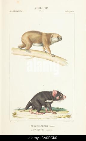 Atlas de zoologie, Parigi, Germer Bailliere, 1844, Museum victoria, l'illustrazione presenta due specie marsupiali distinte esposte in uno stile scientifico. In cima si trova il Phascolarctos cinereus, comunemente noto come il koala, raffigurato arroccato su un ramo. Le sue grandi orecchie e il viso rotondo le conferiscono un aspetto delicato mentre guarda verso l'esterno. Sotto, il Dasyurus, o il quoll, è mostrato in una posa impressionante, rivelando la sua caratteristica pelliccia maculata e il lungo muso, enfatizzando la sua natura agile e predatoria. Lo sfondo è chiaro, concentrando l'attenzione sui dettagli e sulle caratteristiche di ogni animale, Highlig Foto Stock