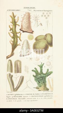 Atlas de zoologie, Parigi, Germer Bailliere, 1844, Museum Victoria, questa illustrazione mostra una varietà di organismi marini provenienti dal regno della zoologia. L'attenzione centrale è rivolta a più specie di creature marine, tra cui diversi tipi di alghe, spugne e strutture simili ai coralli. Tra i disegni dettagliati vi sono forme simili a coralli ramificati, spugne testurizzate e altre forme acquatiche, ciascuna etichettata per l'identificazione. Lo studio di questi organismi mette in evidenza la diversità che si trova negli ecosistemi marini, enfatizzando le loro strutture e consistenze uniche, illustrando il loro significato biologico Foto Stock