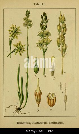 J. Sturms Flora von Deutschland, Stoccarda, K. G. Lutz, 1900-1907, Germania, fiori, questa illustrazione presenta uno studio botanico dettagliato del Narthecium ossifragum, comunemente noto come asfodel paludoso. La disposizione mostra diverse parti della pianta: - La parte (a) mostra le foglie allungate e lo stelo della pianta. - La parte b) presenta un gruppo di fiori, evidenziandone la forma e la disposizione uniche. - La parte c) raffigura un primo piano dei boccioli di fiori. - Le parti d) ed e) illustrano la struttura floreale, compresi i disegni dettagliati dell'anatomia floreale. - La parte f) comprende le sementi allungate p Foto Stock