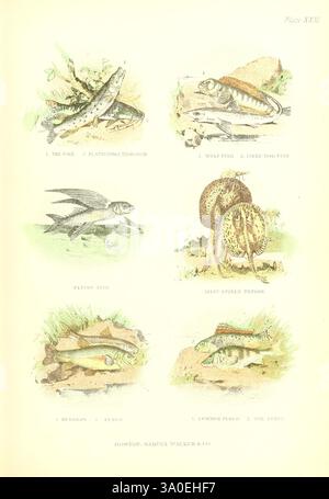The Living World, Boston, Samuel Walker & Co, 1868-1870, c1868, antropologia, opere pittoriche, zoologia, pesci, luccio settentrionale, luccio, Platystomatichthys sturio, Pseudoplatystoma, sorubim tigre, caparari, pesce gatto a frusta lunga, pesce lupo, Anarhichas lupus, lupo Atlantico, lupo di mare, Atlantico, pesce gatto, pesce gatto oceanico, pesce gatto diavolo, lupo, anguilla lupo, spinaroli, spinaroli, squali fango, spinaroli, spinaroli, Squalus acanthias, tassonomia: Family= Exocoetidae, pesci marini, pesci volanti, merluzzo bianco volante, trigon a molte spinte, gudgeon, pesci d'acqua dolce, tinca, pesce medico, Tinca tinca, Perch, Perch europeo, PE Foto Stock