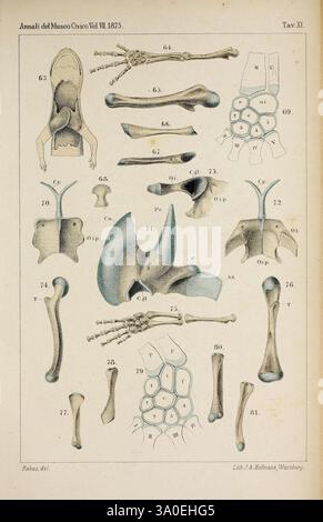 Salamandrina perspicillata, Geotriton fuscus, Genua, Istituto sordo-Muti, 1875, anatomia, salamandre, l'illustrazione presenta una serie di diagrammi anatomici che mostrano vari elementi scheletrici. Ogni cifra numerata corrisponde a ossa e parti diverse della struttura scheletrica, evidenziando dettagli come articolazioni, articolazioni e forme ossee. I diagrammi sono organizzati in modo metodico, fornendo una visione chiara delle ossa umane e animali. Le intricate linee e ombreggiature sottolineano la complessità del sistema scheletrico, rendendolo un prezioso riferimento per gli studi anatomici. Ciascuno Foto Stock