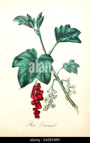 La flora americana, v.1 New York, Hull & Spencer, 1855, piante medicinali, nord America, opere pittoriche, piante, fiori selvatici, il New York Botanical Garden, ribes, ribes, ribes rosso, Un'illustrazione botanica con un vivace ramo di ribes rosso. La composizione mostra gruppi di bacche rosse luminose appese al gambo, circondate da delicati fiori bianchi che suggeriscono il ciclo riproduttivo della pianta. Foglie verdi lussureggianti, ben visibili, aggiungono profondità all'illustrazione, evidenziando la natura fertile e abbondante del ribes rosso. Sotto l'illustrazione, l'etichetta identifica l'impianto A. Foto Stock