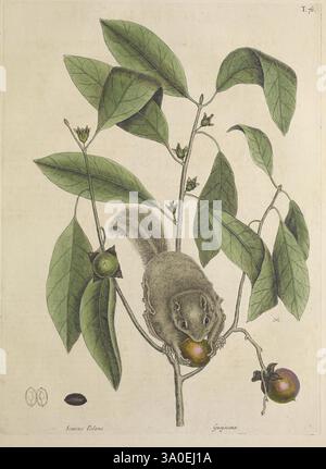 La storia naturale della Carolina, della Florida e delle Isole Bahama, Londra, stampata a spese dell'autore e venduta da W. Innys e R. Manby, al West End di St. Paul, dal Sig. Hauksbee, alla Royal Society House, e dall'autore al Sig. Bacon's a Hoxton, MDCCXXXI-MDCCXLIII [ad es. 1729-1747], Bahamas, Florida, Natural History, North Carolina, Pictorial Works, Pre-Linnean Works, South Carolina, Mark Catesby, Georgia, mammalogia, Botania, Guajacana, Diospyros virginiana, cachi americani, cachi comuni, Sciurus volans, Glaucomys volans, scoiattolo volante meridionale, Hist Sci Art, Catesby, Foto Stock
