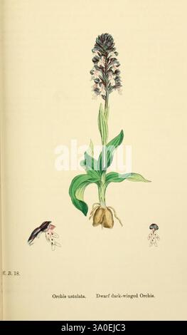 Inglese, botanico o colorato, figure, di, British, Plants, London, R. Hardwicke, 1863-1886, gran Bretagna, Pictorial, Works, Plants, l'illustrazione presenta un'alta pianta fiorita caratterizzata da un gruppo di fiori ovali nella parte superiore, che mostrano dettagli intricati nelle loro forme e consistenze. Al di sotto della disposizione floreale, ampie foglie lanceolate si estendono da una base ben definita. L'etichetta di accompagnamento identifica la pianta come "Orchis ustulata", comunemente nota come Orchidea nana dalle ali scure, evidenziando la sua bellezza naturale e il suo significato botanico. Sono raffigurati due fiori più piccoli Foto Stock