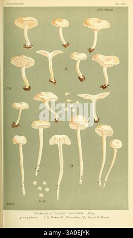 Illustrazioni di funghi britannici (Hymenomycetes), che fungono da atlante del "Manuale dei funghi britannici". Londra, 1881-91. Funghi, Gran Bretagna, Un'illustrazione dettagliata che mostra varie fasi della specie Agaricus (comunemente nota come funghi), in particolare l'Agaricus cantharellus. La composizione è sistemata metodicamente, caratterizzata da una serie di funghi con diverse dimensioni, forme e orientamenti, etichettati con lettere e numeri per l'identificazione. L'immagine include rappresentazioni del cappuccio, delle branchie e delle strutture dello stelo, fornendo informazioni visive approfondite sui funghi Foto Stock