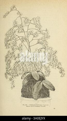 Les Orchidées, Parigi, J. Rothschild, 1880, Europa, orchidee, cultura delle orchidee, Phalaenopsis schilleriana, l'illustrazione presenta un ramo delicatamente reso di una pianta in fiore, che mostra un'abbondanza di piccoli e intricati fiori che si ammassano in modo a cascata. Gli steli sono sottili e graziosamente arcuati, che supportano ammassi di piccoli fiori con forme di petali distinte. Sotto i fiori emergono ampie foglie ovali, che aggiungono una consistenza contrastante alla composizione. La pianta è raffigurata con una base testurizzata, che probabilmente rappresenta la pentola o il terreno, che dà un senso del suo ambiente di crescita. T Foto Stock