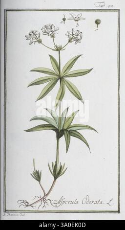 Icones plantarum medicalium, Nürnberg, auf Kosten der Raspischen Buchhandlung, 1779-1790, botanica, medica, opere pittoriche, l'illustrazione presenta un delicato studio botanico dell'Asperula odorata, comunemente nota come fora dolce. La pianta è raffigurata con foglie slanciate e allungate disposte in balene intorno al gambo verticale. Piccoli fiori bianchi a forma di stella sono mostrati in fiore sulla parte superiore dello stelo, aggiungendo un tocco di eleganza. Le radici sono leggermente abbozzate, indicando le sue abitudini di crescita. La composizione complessiva enfatizza la forma aggraziata della pianta e i dettagli intricati, mostrando il Foto Stock