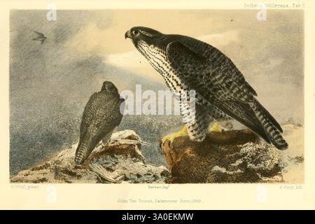 Ootheca Wolleyana, Londra, venduta da R. H. Porter, 1864-1907. Uccelli, girofalchi, falco, questa opera d'arte presenta un paio di falchi posizionati su uno sfondo sereno, che mostrano le loro caratteristiche distintive. A sinistra, un falco è raffigurato in una postura più verticale con un pennacchio sorprendente e taloni acuti, mentre il falco destro assume una posizione leggermente più bassa. L'ambiente circostante, caratterizzato da sfumature delicate e texture sottili, aggiunge profondità alla scena, mettendo in risalto i falchi nel loro habitat naturale. I dettagli intricati delle loro piume e la composizione complessiva riflettono la bellezza e la g Foto Stock