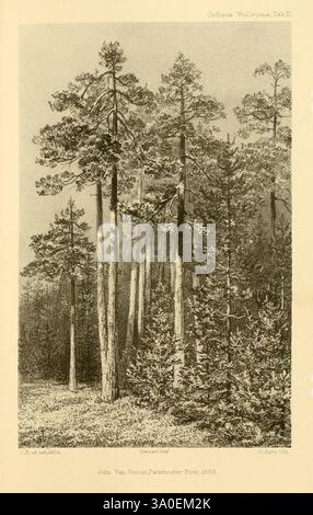 Ootheca Wolleyana London venduta da R. H. Porter 1864-1907. goshawk Astur palumbarius, la scena cattura un tranquillo paesaggio forestale con alberi torreggianti, i loro tronchi che si innalzano maestosamente verso il cielo. Intorno ai pini prominenti ci sono alberi più piccoli e densi sottobosco, che creano un senso di profondità e tranquillità. Il gioco di luci e ombre aggiunge consistenza alla corteccia e al fogliame, sottolineando la bellezza naturale del bosco. Una sensazione di calma pervade la scena, invitando ad apprezzare la grandezza e la quiete della foresta. Un'iscrizione in fondo indica il nome dell'artista, Foto Stock