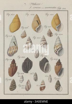 Abhandlung von den Land und Flußschnecken, oder von solchen Conchylien, welche nicht im Meere sondern auf der Erde und in süssen Wassern zu leben pflegen, Nürnberg, Raspe, 1786, Musée cantonal de zoologie Lausanne, l'illustrazione presenta una collezione di conchiglie, meticolosamente disposte su una griglia. Ogni guscio è etichettato con un numero di figura corrispondente, che indica la loro identificazione specifica. Le conchiglie presentano forme, dimensioni e motivi diversi, dalle forme lisce e arrotondate ai design allungati e a spirale. Alcuni mostrano motivi a strisce intricate, mentre altri mostrano Foto Stock