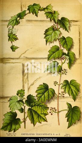 Belgique horticole Liége botanica periodici di orticoltura piante, Un'illustrazione dettagliata della pianta di Ampe­lopsis tricuspidata, nota anche come vite asiatica o edera giapponese. L'immagine mostra in modo preminente una serie di foglie verdi lussureggianti con forme distintive a tre lobi, che mostrano le loro superfici testurizzate e le venature intricate. Accanto alle foglie, sono visibili gruppi di piccoli bacche verdi, che accennano alle caratteristiche riproduttive della pianta. Lo sfondo suggerisce un elemento architettonico, possibilmente un muro di pietra, che sottolinea il contrasto tra il fogliame naturale e il surfa strutturato Foto Stock