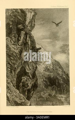 Ootheca Wolleyana London, venduta da R. H. Porter, 1864-1907. Uccelli, aquila d'oro, crisasetto dell'Aquila, la scena raffigura un suggestivo paesaggio montano caratterizzato da ripide scogliere frastagliate e aspre formazioni rocciose. Annidato tra le falesie, si può vedere un nido, che suggerisce un habitat per la fauna selvatica, probabilmente abitata da un uccello preda. Sopra, un'aquila maestosa vola attraverso il cielo, sottolineando l'altezza e la grandezza dell'ambiente naturale. La complessità delle texture rocciose contrasta con l'atmosfera morbida ed espansiva, catturando un momento di armonia tra la terra e il cielo. Il com. Complessivo Foto Stock