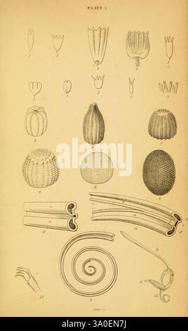 La storia naturale delle farfalle britanniche, Dublino, S. Highley, 1840. Questa illustrazione presenta una collezione di varie forme invertebrate marine e terrestri, che mostrano le loro forme e strutture intricate. Nella parte superiore, diversi tipi di forme simili a shell presentano una serie di profili, tra cui forme allungate e bulbose. Sotto di questi, è raffigurato un assortimento di echinodermi e altre strutture organiche, tra cui distinti gusci sferici e forme tubolari allungate. I disegni sottolineano la notevole diversità della natura, evidenziando i dettagli e le consistenze di ogni esemplare. Aggiunta Foto Stock