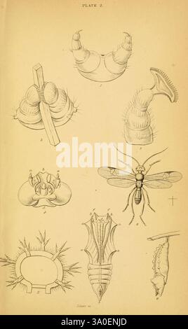 The Natural history of British Butterflies, Dublin, S. Highley, 1840., Una raccolta di illustrazioni dettagliate raffiguranti varie fasi e forme di anatomia degli insetti. La fila superiore presenta rappresentazioni di stadi larvali o pupale, che mostrano le loro strutture distintive. La seconda riga include una rappresentazione di un insetto, probabilmente una vespa, con parti etichettate che evidenziano le sue ali, i segmenti del corpo e le caratteristiche anteriori. Disegni aggiuntivi illustrano varie strutture anatomiche, come parti del boccaglio e caratteristiche esterne, sottolineando la complessità della morfologia degli insetti. Ogni illustrazione è meticolosa Foto Stock