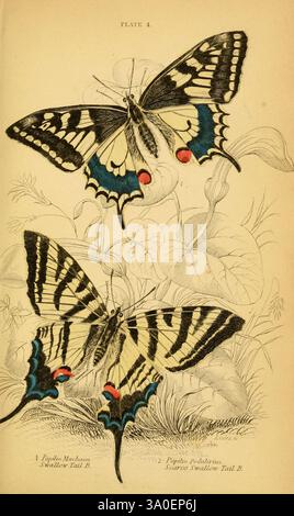 Il, naturale, storia, di, britannico, Butterflies, Dublin, S, Highley, 1840., questa illustrazione presenta due farfalle splendidamente dettagliate, che mostrano i loro motivi vivaci e le caratteristiche anatomiche uniche. La farfalla in cima, identificata come Papilio machaon, mostra una combinazione impressionante di audaci ali nere e gialle pallide adornate con accenti blu e rossi. Sotto di essa, Papilio podalirius è raffigurato con ali riccamente ornate, caratterizzate dalla sua distinta tavolozza di colori e da intricate marcature. Intorno a queste farfalle si trova uno sfondo di delicati colori, che ne esaltano la natura Foto Stock