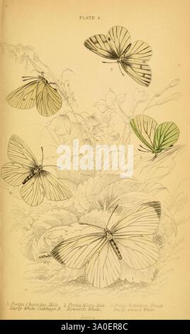 La storia naturale delle farfalle britanniche Dublino, S. Highley, 1840., Una rappresentazione splendidamente illustrata con una varietà di farfalle, elegantemente disposte tra fiori delicati. L'opera d'arte mostra cinque specie di farfalle distinte, ciascuna etichettata con numeri corrispondenti. Tra queste, due farfalle mostrano sottili variazioni di colore, evidenziando le loro caratteristiche uniche. La flora circostante esalta l'illustrazione, creando un ambiente naturale armonioso che enfatizza la grazia e la bellezza di questi insetti. Ogni farfalla è realizzata con meticolosa attenzione ai dettagli, mostrando la loro Foto Stock