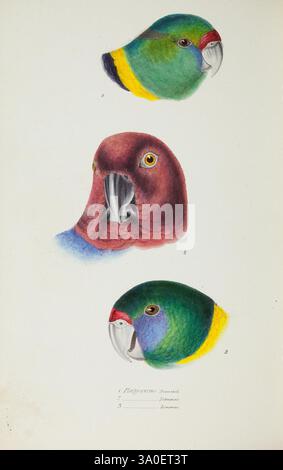 Una sinossi degli uccelli dell'Australia e delle isole adiacenti. Londra, John Gould, 1837 anni. Australia, Birds, Museum Victoria, Gould, Elizabeth Gould, artista:, Ornitologia, John Gould, Platycercus barnardi, Barnardius zonarius barnardi, Barnardius zonarius, collo ad anello australiano, Platycercus tabuensis, Barnardius zonarius zonarius, Prosopeia tabuensis, Maroon Shining Parrot, Australia, Gould, Gould AU, Elizabeth Gould, donne della scienza, colorazione HNH, questa opera d'arte presenta tre teste di pappagallo dai colori vivaci, ciascuna con caratteristiche distinte. La testa superiore presenta un sorprendente verde con una Foto Stock