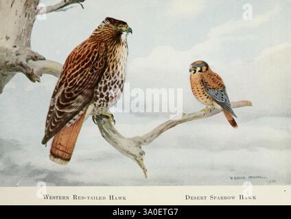 Uccelli della costa del Pacifico 1923. Uccelli, falco, Columbia Britannica, Falco sparverius, Buteo jamaicensis, American Kestrel, 598279, costa del Pacifico Nord America, Falco dalla coda rossa occidentale, l'illustrazione mostra due specie distinte di falchi arroccati su un ramo. Sulla sinistra si trova il Falco dalla coda rossa occidentale, caratterizzato dal ricco piumaggio marrone e dal suggestivo motivo a chiazze sulle ali e sul petto. Gli occhi affilati e il becco potente riflettono il suo status di predatore esperto. Sulla destra si trova il più piccolo Desert Sparrow Hawk, noto anche come American Kestrel, noto per la sua colorazione vivace e delicata Foto Stock
