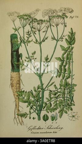 Sämmtliche Giftgewächse Deutschlands Leipzig, F. Voight, 1854, Plants, Germania, piante velenose, il New York Botanical Garden, opere pittoriche, Conium maculatum, raffigurato è un'illustrazione botanica che presenta l'anatomia distintiva della pianta di cicuta, scientificamente conosciuta come Conium maculatum. L'illustrazione mette in evidenza vari elementi, tra cui l'alto stelo verticale della pianta adornato con foglie fini e piume, e i suoi caratteristici ammassi di piccoli fiori bianchi in cima all'infiorescenza. Inoltre, vengono mostrati i dettagli delle radici, sottolineando la struttura di crescita della pianta. La gastronomia Foto Stock