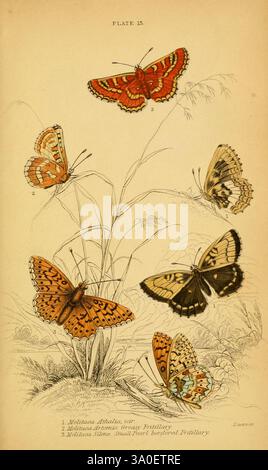 La storia naturale delle farfalle britanniche, Dublino, S. Highley, 1840. L'illustrazione mostra una varietà di farfalle, ognuna elegantemente esposta con dettagli intricati che evidenziano i loro motivi e colori unici. Sei specie distinte sono disposte intorno a un elemento erboso centrale, sottolineando l'habitat naturale di questi insetti. Ogni farfalla è etichettata con un numero corrispondente al suo nome scientifico, fornendo un aspetto educativo alla composizione. Le tonalità sorprendenti e le delicate caratteristiche delle farfalle illustrano la bellezza dell'entomologia, invitando gli spettatori ad apprezzare la div Foto Stock