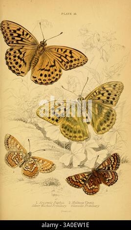 Il, naturale, storia, di, britannico, Butterflies, Dublin, S, Highley, 1840., una collezione di quattro farfalle splendidamente illustrate, ciascuna esposta con minuziosi dettagli. La prima farfalla, posizionata in alto a sinistra, presenta sorprendenti motivi arancioni e neri, noti come la Paphia Argynnis o Fritillaria lavata d'argento. Accanto ad essa, la seconda farfalla presenta vivaci marcature gialle e nere, che rappresentano la Melitaea Cinxia, comunemente chiamata Fritillaria maculata. In basso a sinistra, una farfalla più piccola mostra un delicato motivo arancione e nero, che suggerisce i disegni intricati di Foto Stock