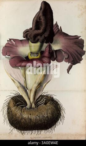 Rumphia, sive, Commentationes botanicæ, imprimis de plantis Indiæ Orientalis. Lugduni Batavorum [Leiden, Paesi Bassi], 1835-48, 1835, botanica, supporti grafici, a mano, Indonesia, litografia, Paesi Bassi, Amorphophallus paeoniifolius, elefante, Un'illustrazione dettagliata di un fiore sorprendente e insolito, che mostra un grande fiore a forma di campana che presenta profonde sfumature viola e marrone. I petali sono intricati strati, creando un effetto arricciato, mentre una struttura tubolare centrale sembra emergere dalla base. La base del fiore è circondata da foglie spesse e testurizzate che b Foto Stock