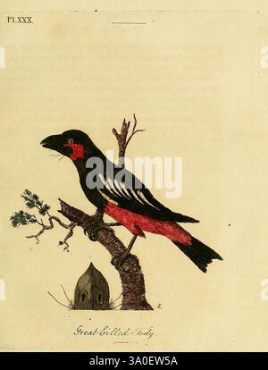 Una sinossi generale degli uccelli. Londra, stampato per Benj. White, 1781-1785, Birds, Classification, Pictorial Works, un giocattolo splendidamente illustrato e dal design accattivante, appollaiato su un ramo sottile con poche foglie. L'uccello presenta un caratteristico piumaggio nero accentuato da impressionanti segni rossi sulla pancia e sulla gola, che mostrano la sua vibrante colorazione. Il ramo ha una trama ruvida, e alla base, c'è una piccola rappresentazione stilizzata di un nido che completa la scena. Intorno all'uccello c'è un sottile accenno di natura, che riflette il suo habitat. La composizione generale enfatizza l'eleganza e l'unicità Foto Stock