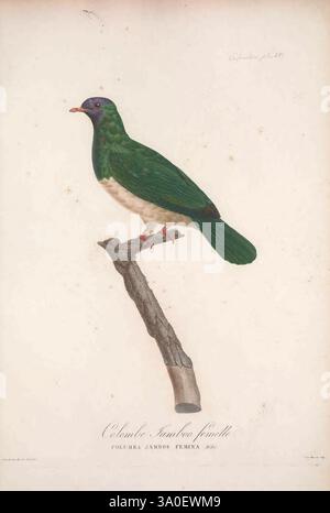 Les Pigeons Par Madame Knip, nata Pauline de Courcelles le texte par C.J. Temminck Paris Chez Mme. Coltello 1838-1843? Opere pittoriche Pigeons Birds, Un vivace uccello verde è arroccato su un ramo sottile, che mostra il suo sorprendente piumaggio. Questa specie aviaria presenta un corpo liscio e verde smeraldo con una sottile tinta blu sulla testa e una parte inferiore pallida a contrasto. Il becco è corto e leggermente curvo, colorato in una morbida tonalità rossastra. Le zampe dell'uccello sono sottili e sostengono la sua posizione adagiata mentre guarda in lontananza. Sotto l'elegante illustrazione, è inciso il nome "Columba jamnns femina", indi Foto Stock