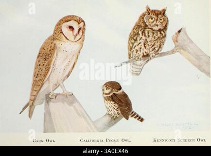 Birds of the Pacific Coast 1923. 598279 uccelli Columbia Britannica Costa del Pacifico Nord America Tyto alba Tyto alba Barn Owl Glaucidium californicum Gufo Pigmeo settentrionale Megascops kennicottii Western Screech Owl, Un'affascinante illustrazione che raffigura tre distinte specie di gufi arroccate su rami. Il Barn Owl, con il suo volto a forma di cuore e le piume a chiazze, si trova in posizione prominente sulla sinistra. Al centro si trova il gufo di pigmeo della California, di dimensioni più piccole, che mostra le sue affascinanti caratteristiche rotonde e gli occhi espressivi. Sulla destra, il gufo Kennicott Screech mostra le sue orecchie tufate e il suo intricato motivo di piume Foto Stock