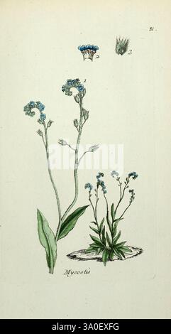 Flora Parisiensis Paris, P.F. Didot, 1776-1783, piante, piante, piante, Parigi, Francia, Forget-me-Not, botanica, fioritura, Myosotis, Boraginaceae, Myosotis scorpioides, True Forget-me-not, eudicot, Water Forget-me-not, asterids, The New York Botanical Garden, opere pittoriche, Myosotis scorpioides, Asia Plant, Europe Plant, North America Plant., l'illustrazione presenta diverse rappresentazioni della pianta di Myosotis, comunemente nota come Forget-me-nots. La messa a fuoco centrale mostra la pianta con lunghi e sottili steli adornati con ammassi di piccoli fiori blu vibranti. La base dell'impianto è ampia Foto Stock