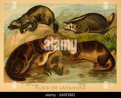 Il regno animale, basato sugli scritti di eminenti naturalisti, Audubon, Wallace, Brehm, Wood e altri. New York, Johnson & Bailey, 1897. Mammiferi, zoologia, wolverine, gulo gulo, gulo gulo, gulo gulo luscus, lontra di fiume nordamericana, lontra canadensis, lontra canadensis, lontra di mare, lontra, enhydra lutris, enhydra lutris, lontra di mare comune, enhydra lutris lutris, tasso comune, badger, tasso europeo, meles meles, meles meles, meles meles meles, mustelinae, mustelidae, animale europeo, animale europeo, Europa, mammifero europeo, mammifero europeo, mammifero europeo, mammifero di mare, lontra di fiume, nitrato di ammonio nordamericano Foto Stock