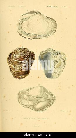 Les mollusques, Parigi, 1836-1845, classificazione, molluschi, opere pittoriche, conchiglie, vita marina, l'illustrazione mostra una collezione di quattro tipi distinti di molluschi, concentrandosi specificamente su varie specie di ostriche e vongole. In alto a sinistra, un'ostrica leggermente aperta rivela il suo guscio interno liscio, che mette in risalto la brillante fodera in madreperla. Accanto ad essa, un'altra ostrica appare più chiusa, evidenziando la sua struttura esterna robusta. Di seguito, due esemplari di vongole mostrano forme diverse; uno è più allungato mentre l'altro è più rotondo. Ogni shell è dettagliatamente dettagliata, enfatizzando Foto Stock