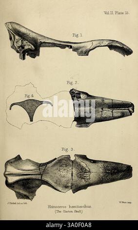 Paleontologiche, memorie e, note, di, h. Falconer, con, a, biografico, schizzo, di, l'autore. Londra, 1868, questa illustrazione presenta disegni anatomici dettagliati di un cranio di rinoceronte, etichettato con figure come riferimento. Ogni figura mostra diverse parti del cranio, con note su caratteristiche e misurazioni specifiche. La sezione superiore mostra un cranio completo, mentre le sezioni centrale e inferiore forniscono una visione più ravvicinata di aree particolari, evidenziando caratteristiche uniche della specie di rinoceronte, Rhinoceros hamitcetus, noto come lo Smal di Clacton. I dettagli intricati sottolineano Foto Stock