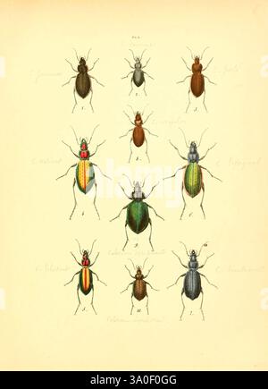 Musée entomologique illustré t.1, Parigi, Rothschild, 1876-1878, coleotteri, farfalle, insetti, opere pittoriche, artropoda, artropodi, carabus hortensis, carabus convexus, carabus gemmatus, carabus rutilans, carabus splendens, carabus hispanus, carabus intricatus, carabus irregularis, calosoma sycophanta, calosoma inquisitor entomologia, Jules Rothschild, una serie di scarabei illustrati visualizzati in una griglia, che mostra varie specie con colori, motivi e forme del corpo distinti. La fila superiore presenta due scarafaggi prominenti con una finitura lucida, mentre la fila centrale presenta un mix di Mor Foto Stock