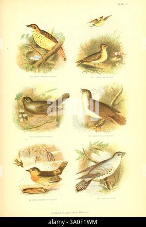 The Living World Boston, Samuel Walker & Co, 1868-1870, c1868, opere pittoriche, zoologia, varietà, ornitologia, uccelli, canta, canta, Turdus philomelos, Thrush, mavis, Skylark eurasiatico, Skylark, Skylark eurasiatico, Alauda arvensis, uccello, uccello nero comune, vero mughetto, Blackbird eurasiatico, Turdus merula, nightingale comune, Rufous nightingale, nightingale, nightingale comune, Luscinia megarhynchos, nightingale d’Europa, robin redbreast d’Europa, robin europeo, robin europeo, robin, erithacus rubecula, cucù comune, cucù comune, cucù, cucù canoro, cucù europeo, A. Foto Stock